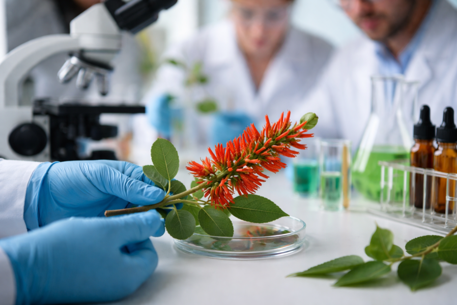 Mulungu: o que diz a ciência sobre essa planta medicinal?